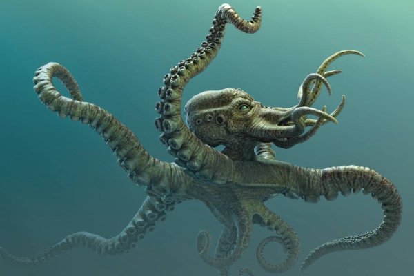 Kraken 20at net