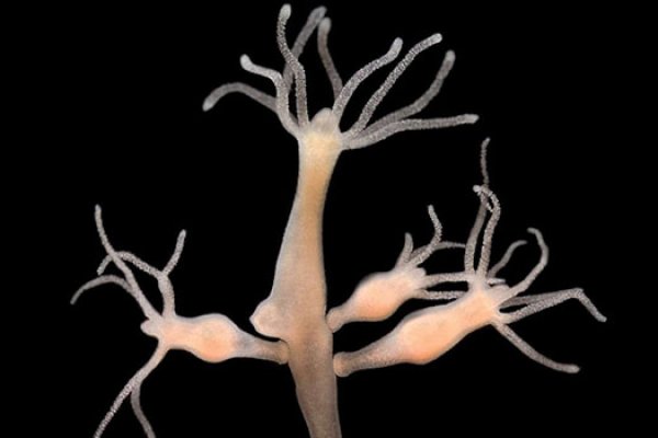 Кракен макет даркнет