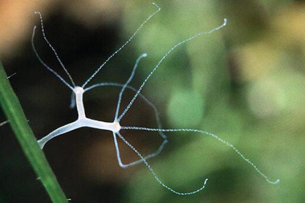 Ссылки на кракен зеркала