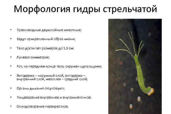Кракен дарк ссылка